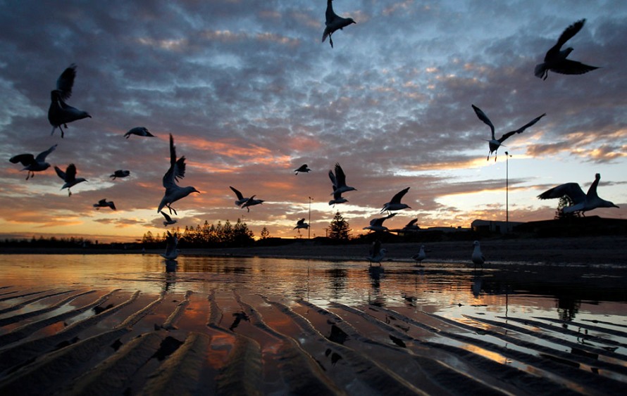 Чайки на фоне заката на море в районе Альтона в Мельбурне
