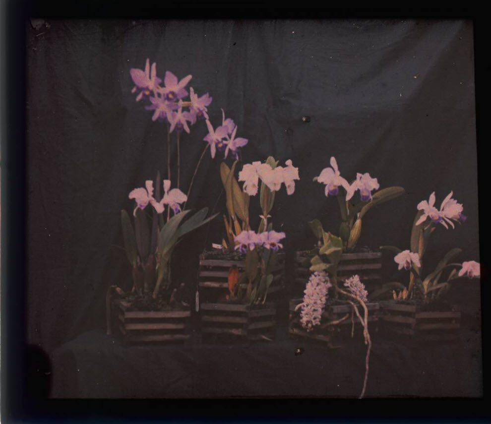 155 Foto berwarna Avtohrom awal abad XX Lumiere