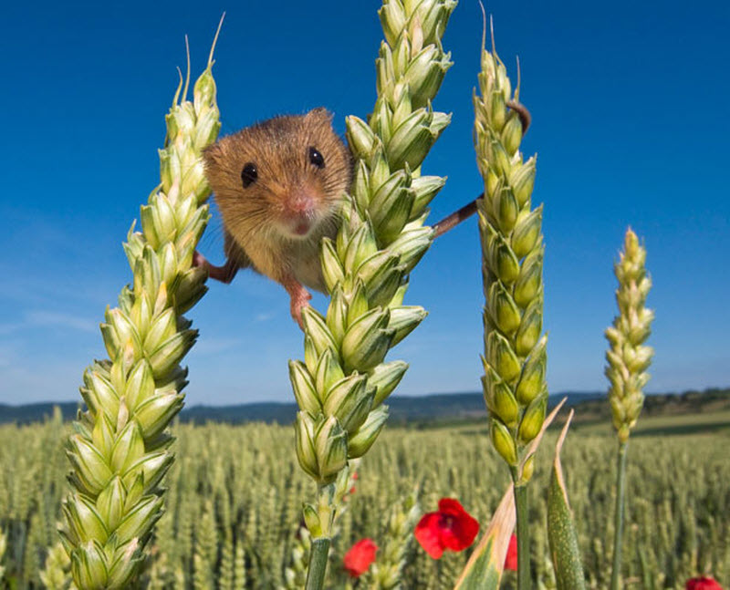 temp15 Мышки малютки: тайная жизнь в полях