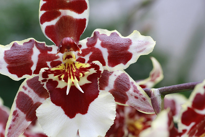 0259 Выставка орхидей