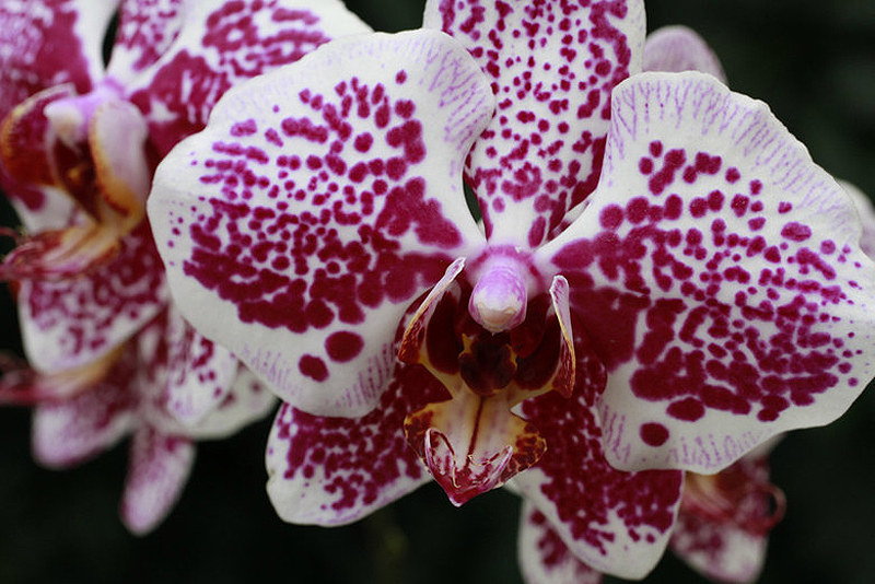 0358 Выставка орхидей
