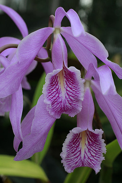 0456 Выставка орхидей