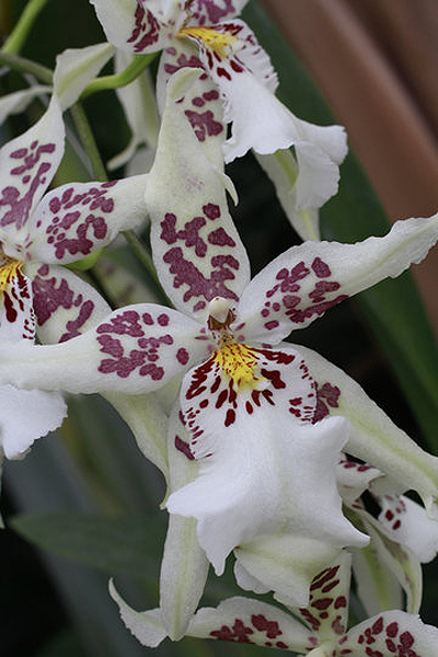 0556 Выставка орхидей