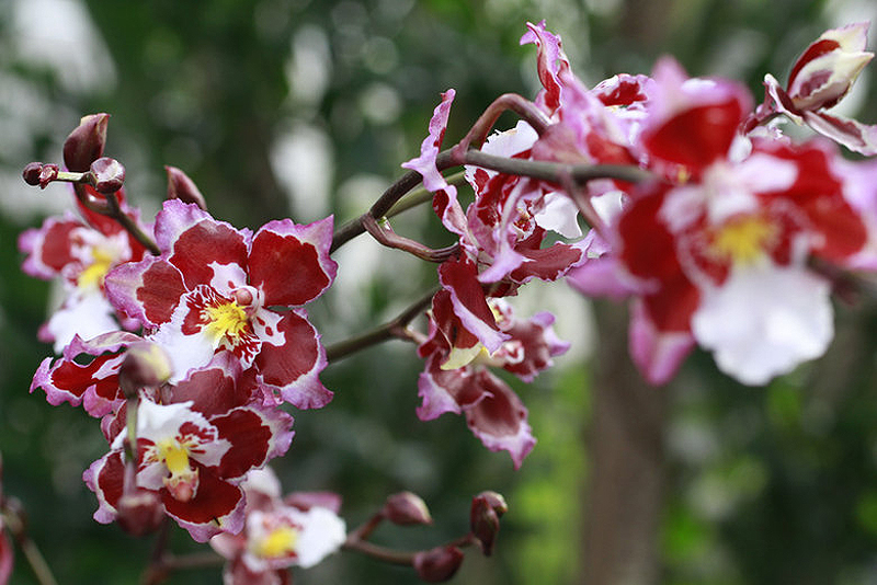 0754 Выставка орхидей