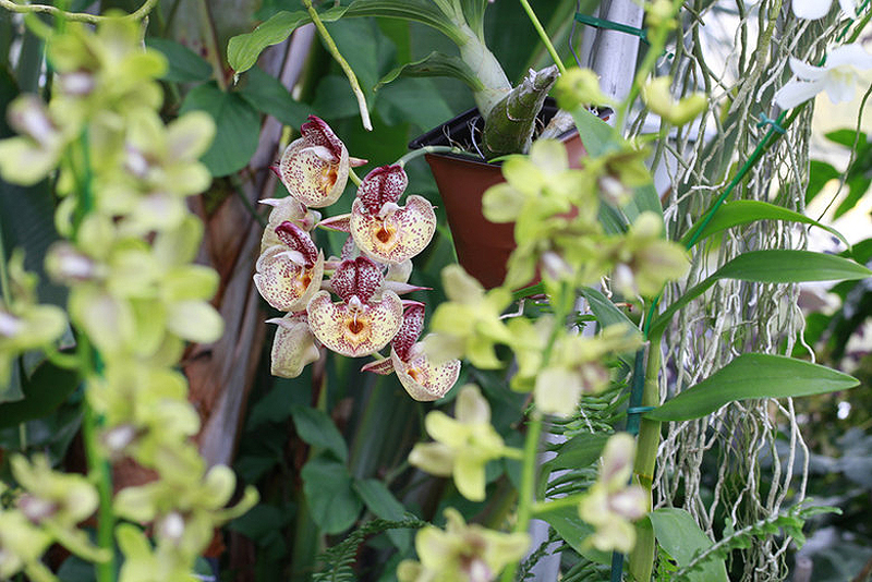 0950 Выставка орхидей