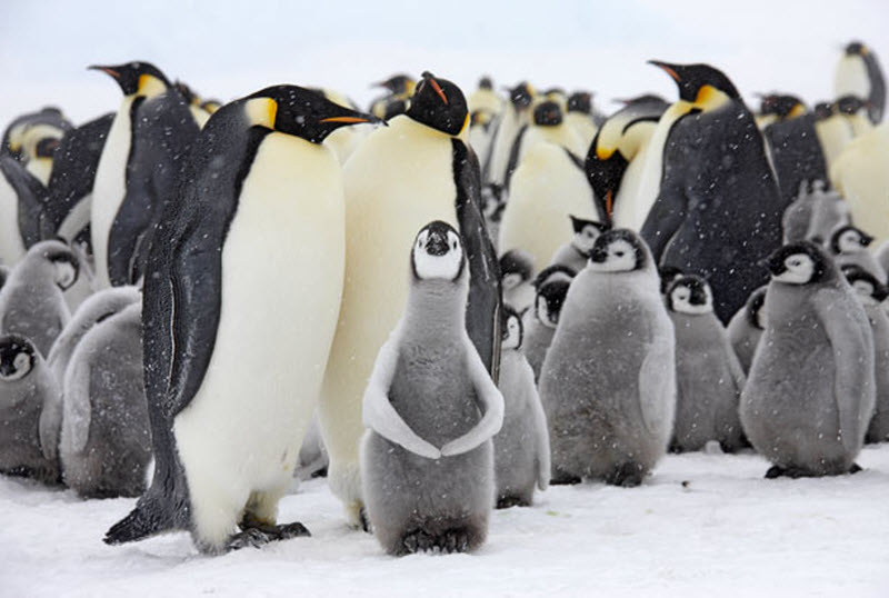 temp9 В гости к императорским пингвинам