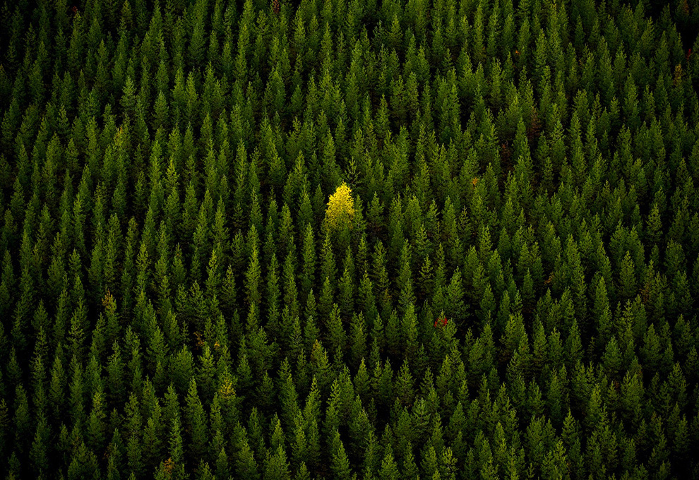 1085 Фотоконкурс National Geographic 2010