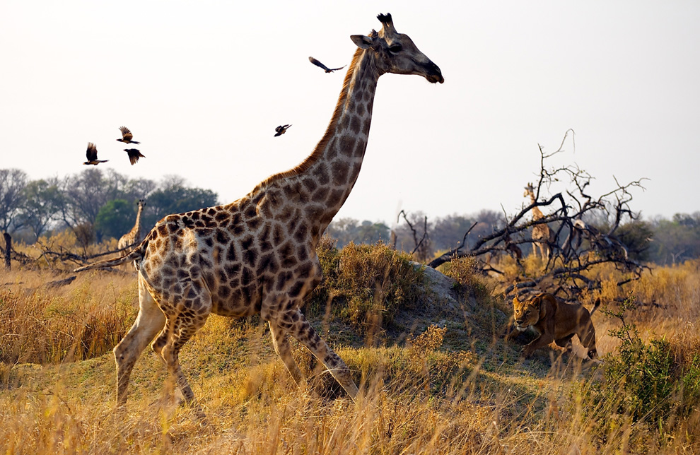 1201 Фотоконкурс National Geographic 2010