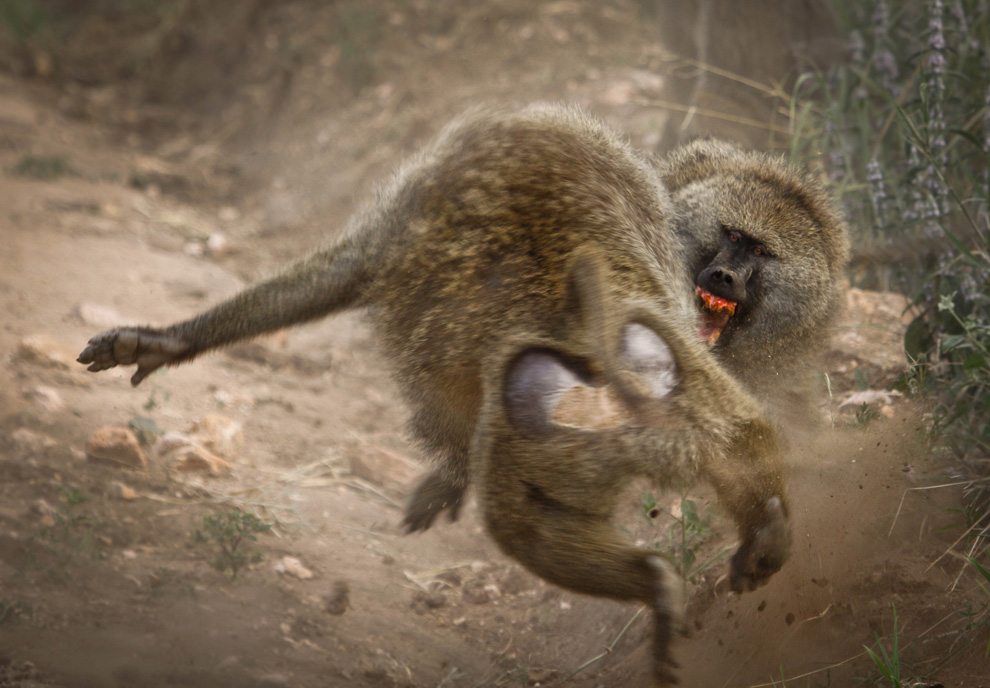 1459 Фотоконкурс National Geographic 2010