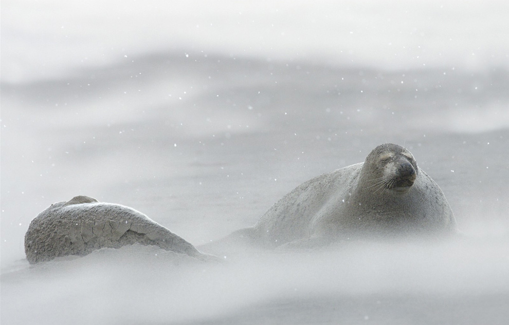 3810 Фотоконкурс National Geographic 2010