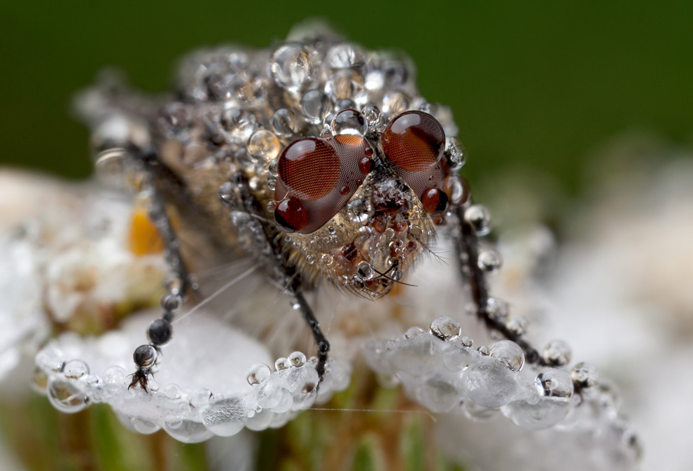 4116 Фотоконкурс National Geographic 2010