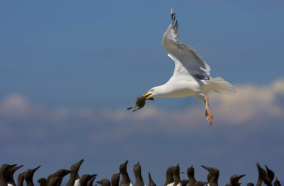 4315 Фотоконкурс National Geographic 2010