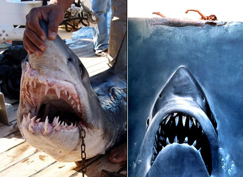 0018 Нападения акул на туристов в Египте
