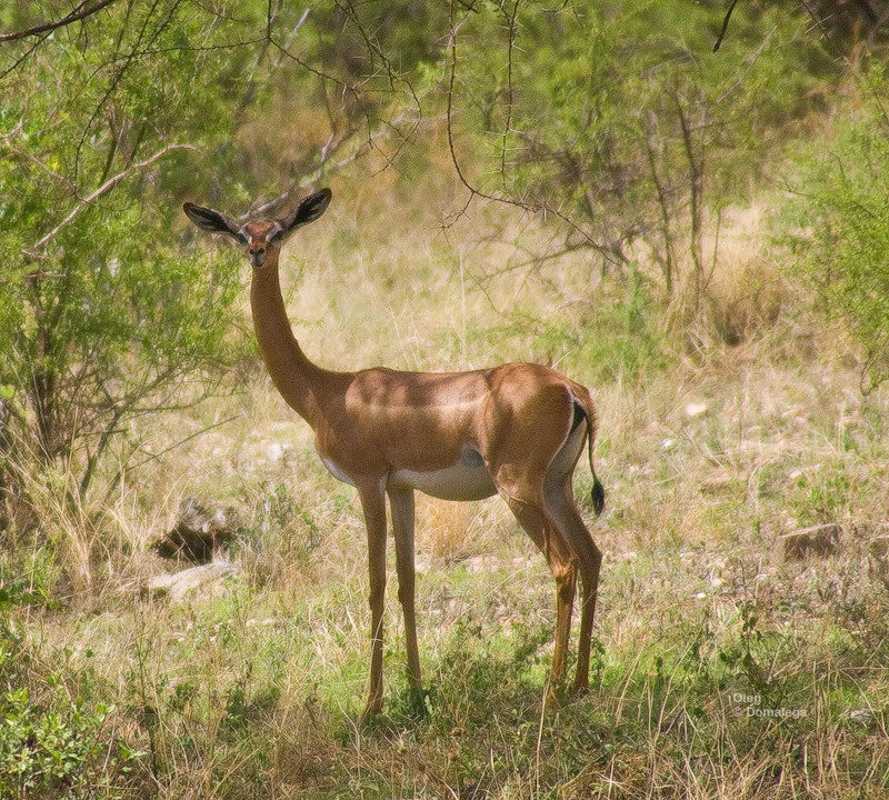 Национальный заповедник Самбуру. Кения.