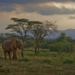 2445 150x150 Слоновий приют в Кении