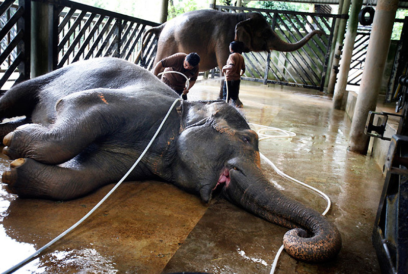 Сингапур на страже слонов