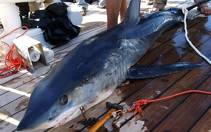 shark02 Нападения акул на туристов в Египте