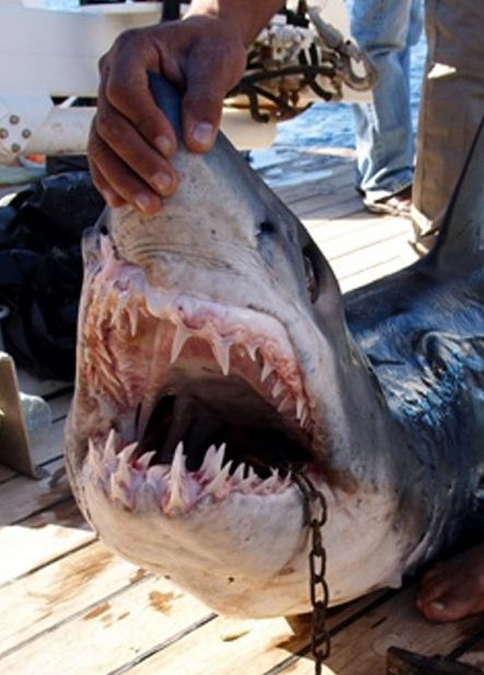 shark03 Нападения акул на туристов в Египте