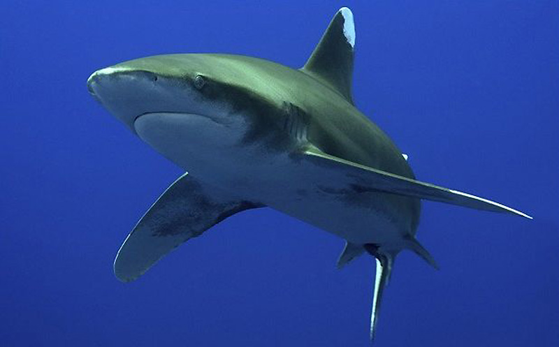shark08 Нападения акул на туристов в Египте