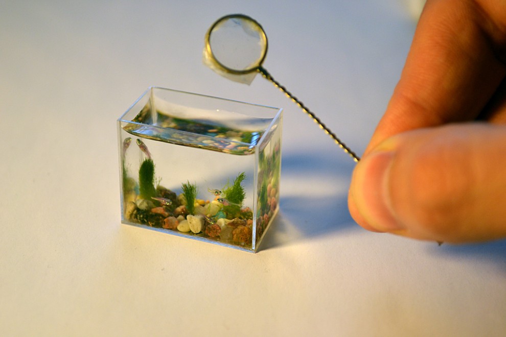 0000r3xs 990x660 Самый маленький в мире аквариум с рыбками