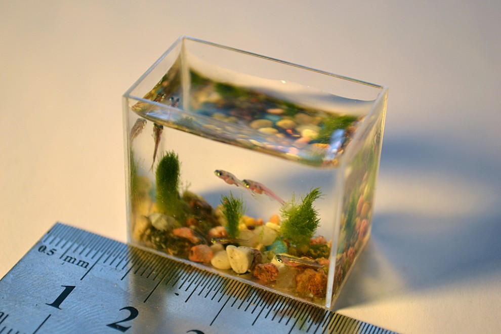 0000s90g 990x660 Самый маленький в мире аквариум с рыбками