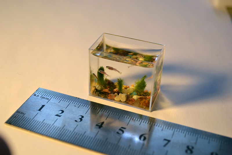 0000t23a 800x533 Самый маленький в мире аквариум с рыбками