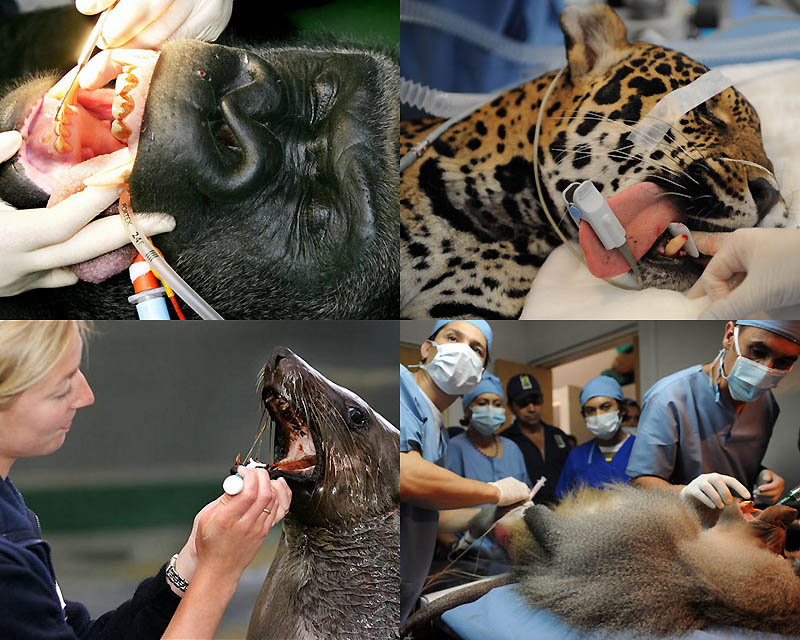 0040 Животные у стоматолога