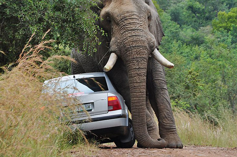 3183 Прочь с дороги: Слон и седан