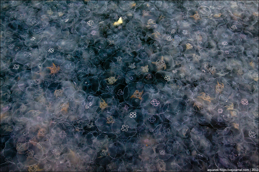 Нашествие медуз в Балаклавскую бухту