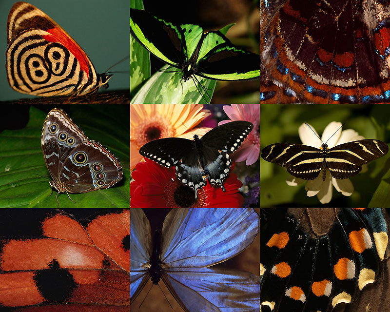 0021 Узоры природы: Бабочки