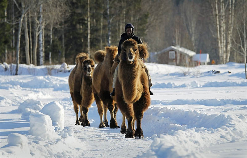 0026 Сомалиец пасет верблюдов в снежной Норвегии