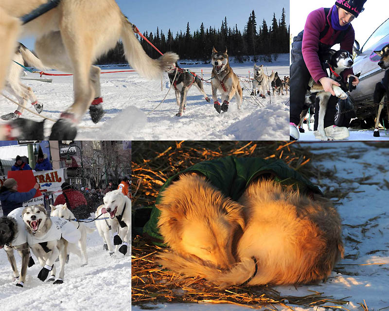 0031 Гонки на собачьих упряжках Iditarod 2011