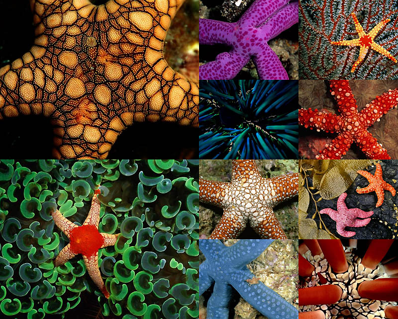 0040 Узоры природы: Морские создания