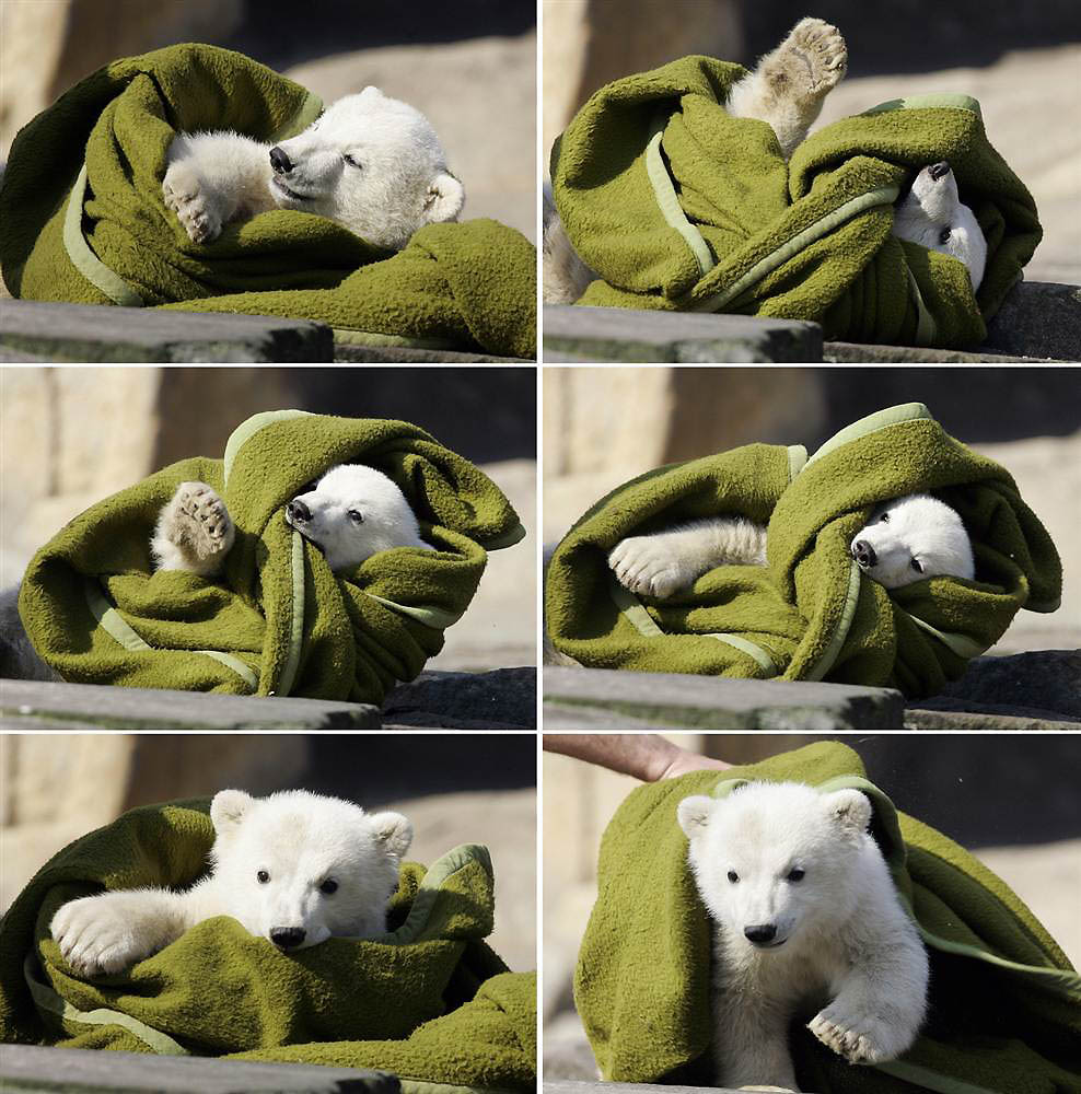 0058 В Берлинском зоопарке умер знаменитый белый медведь Кнут
