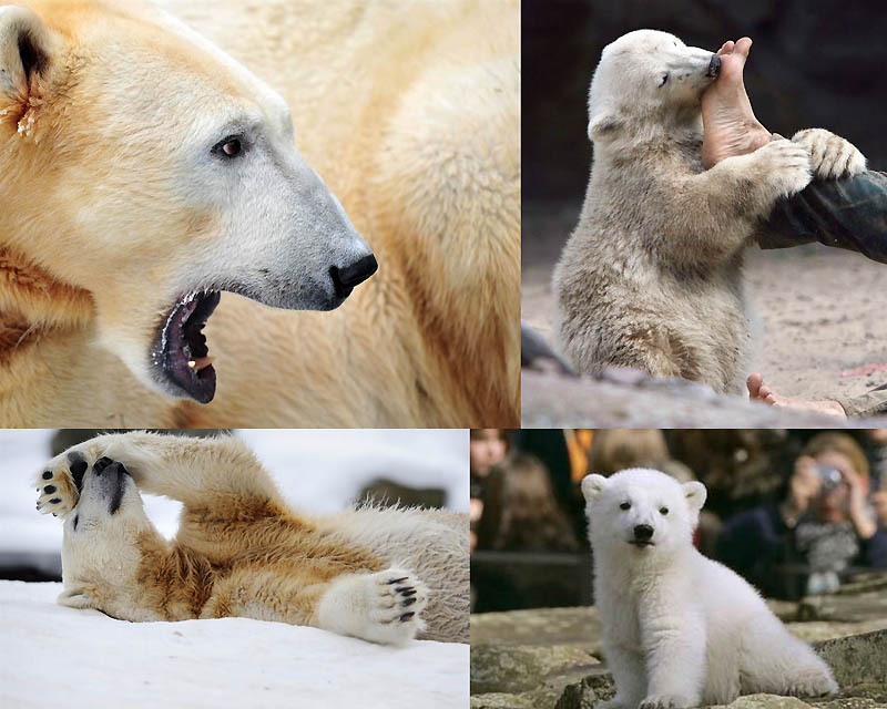 0059 В Берлинском зоопарке умер знаменитый белый медведь Кнут 