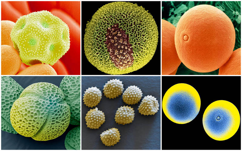 0080 Пыльца под микроскопом