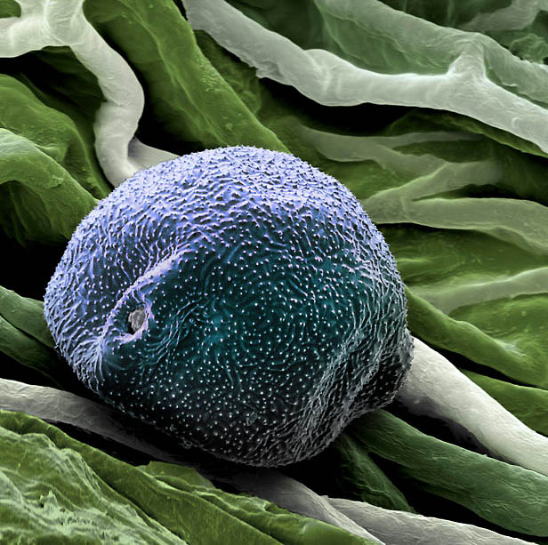 pollen02 Пыльца под микроскопом