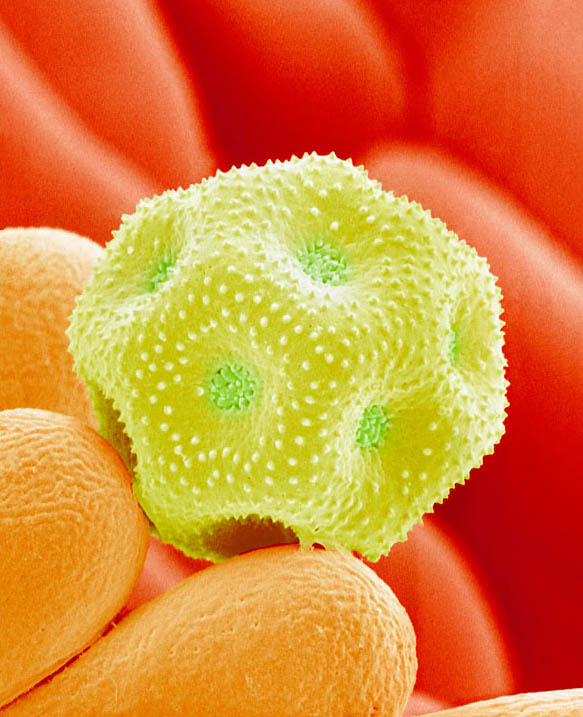 pollen04 Пыльца под микроскопом