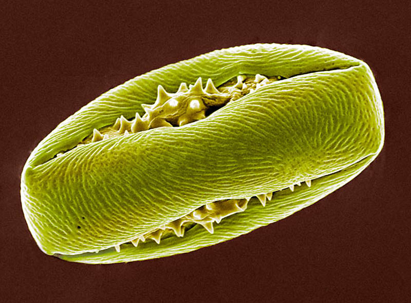 pollen05 Пыльца под микроскопом