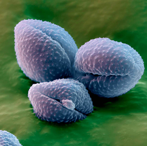 pollen09 Пыльца под микроскопом