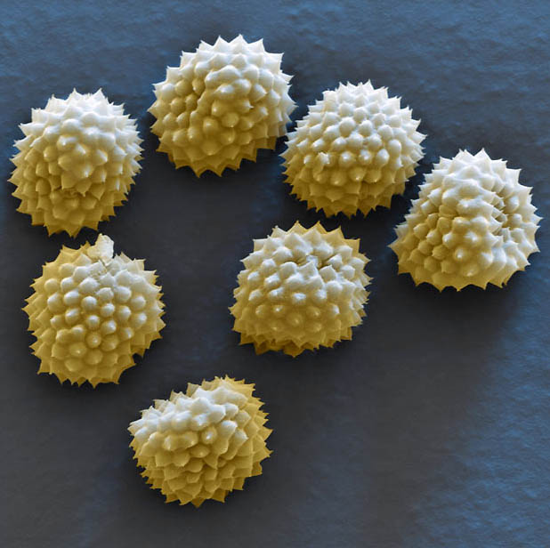 pollen13 Пыльца под микроскопом