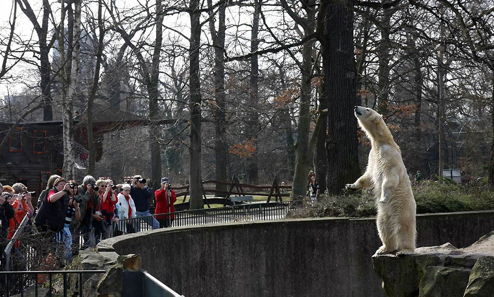 ss 110319 knut 15.ss full В Берлинском зоопарке умер знаменитый белый медведь Кнут