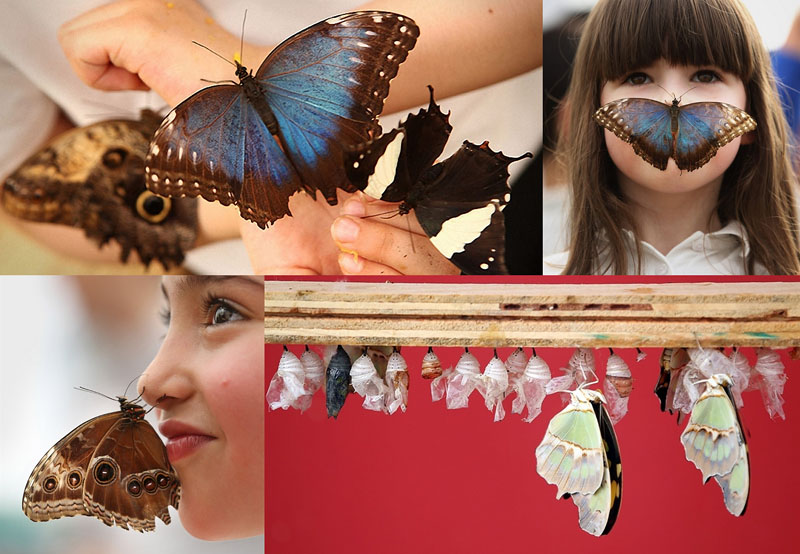 0003 Выставка бабочек в Лондоне