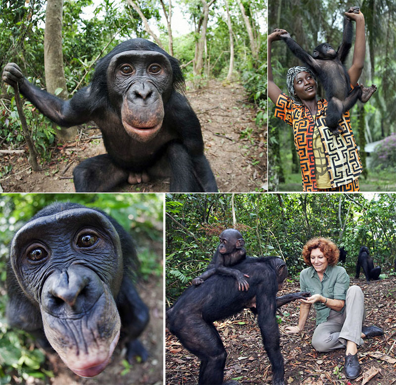 0006 Заповедник Lola ya Bonobo в Конго