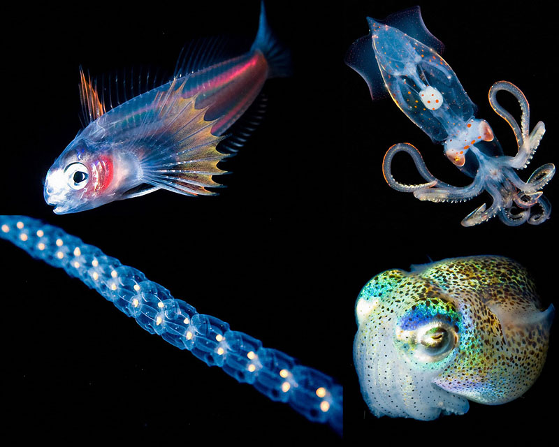 0008 Светящиеся существа из морских глубин