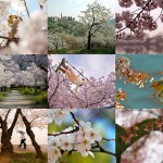 Temp89 150x150 Самые красивые фотографии цветения сакуры в 2014 м году