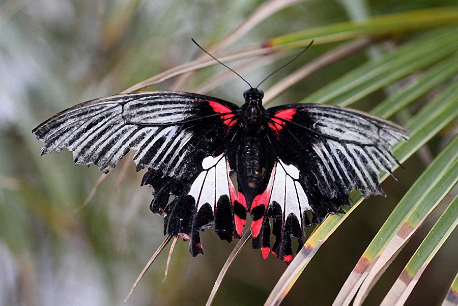 http://bigpicture.ru/wp-content/uploads/2011/04/Tropical-Butterflies-Disp-011.jpg