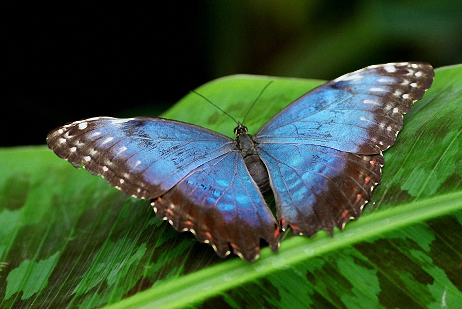http://bigpicture.ru/wp-content/uploads/2011/04/Tropical-Butterflies-Disp-012.jpg