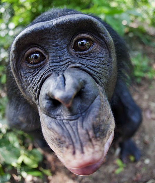 apes01 Заповедник Lola ya Bonobo в Конго