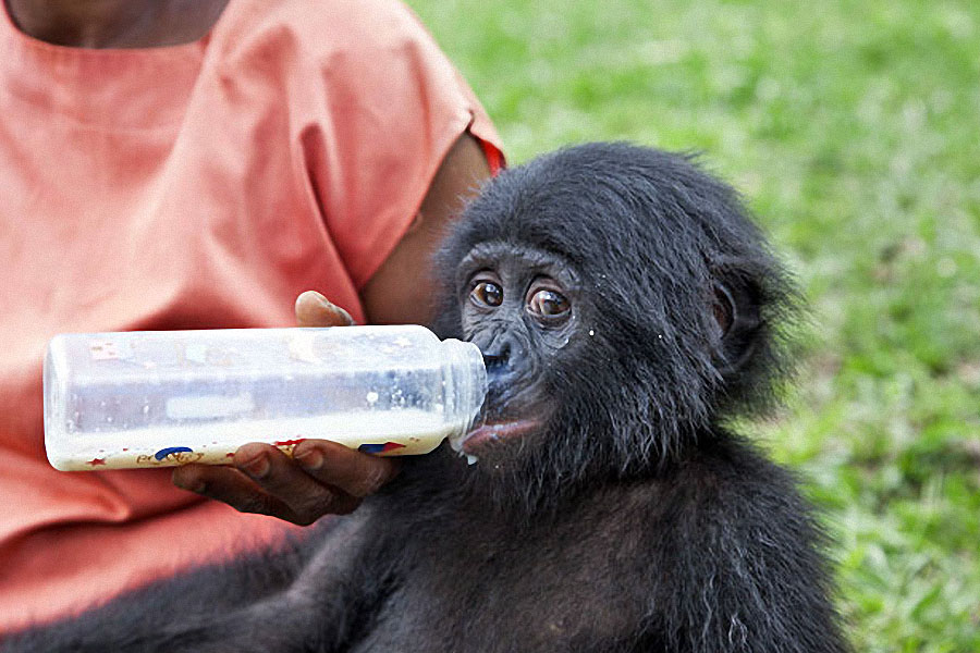 apes04 Заповедник Lola ya Bonobo в Конго